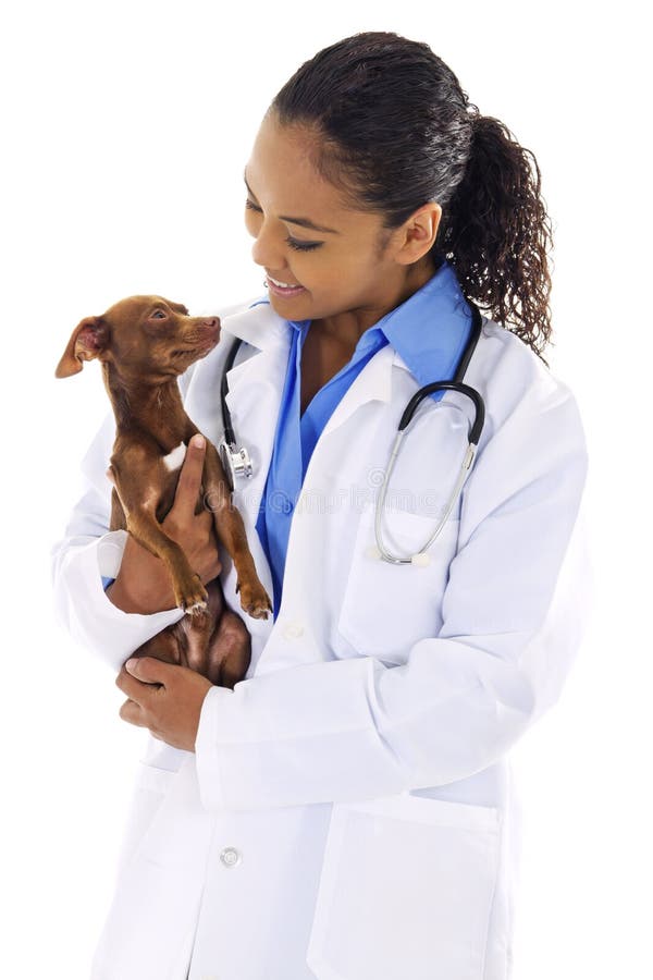 Stock image of female veterinarian with small dog over white background