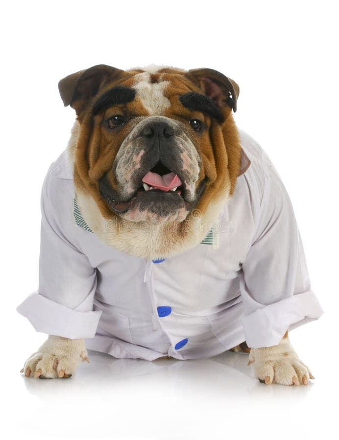 Dog dressed as a doctor stock image. Image of vaccination 12134153