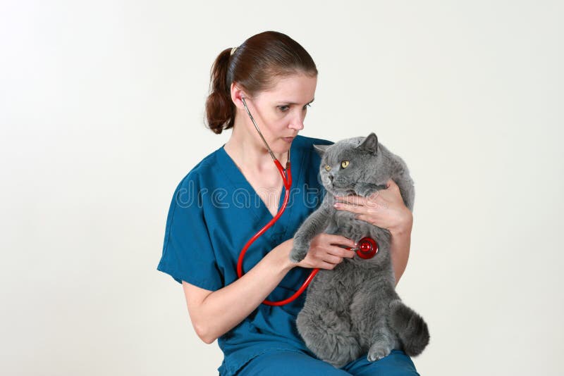 British Shorthair Cat with Books Stock Image Image of gray, shorthair