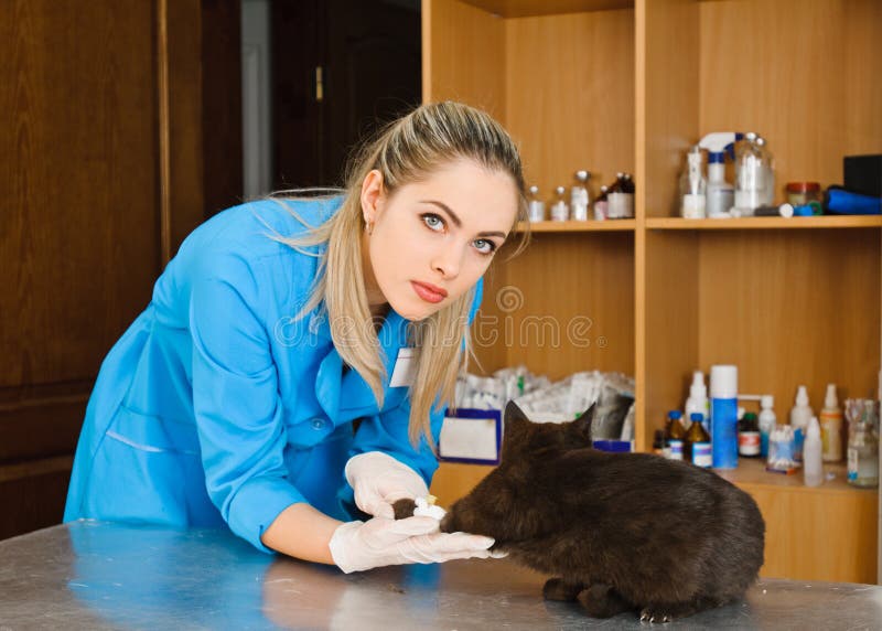 Veterinarian and cat