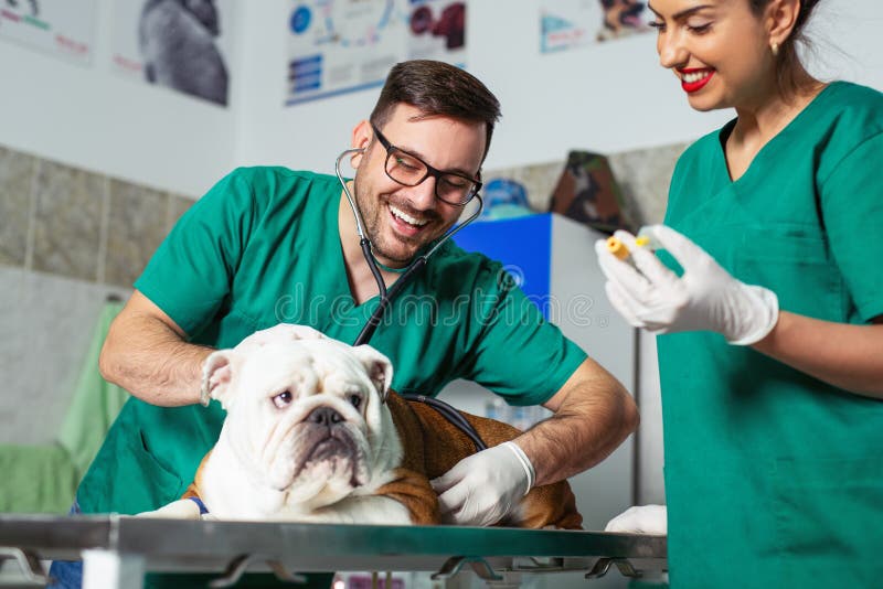 Veterinarian checking a beautiful  dog in hospital. Vet at work. Veterinarian checking a beautiful  dog in hospital. Vet at work.
