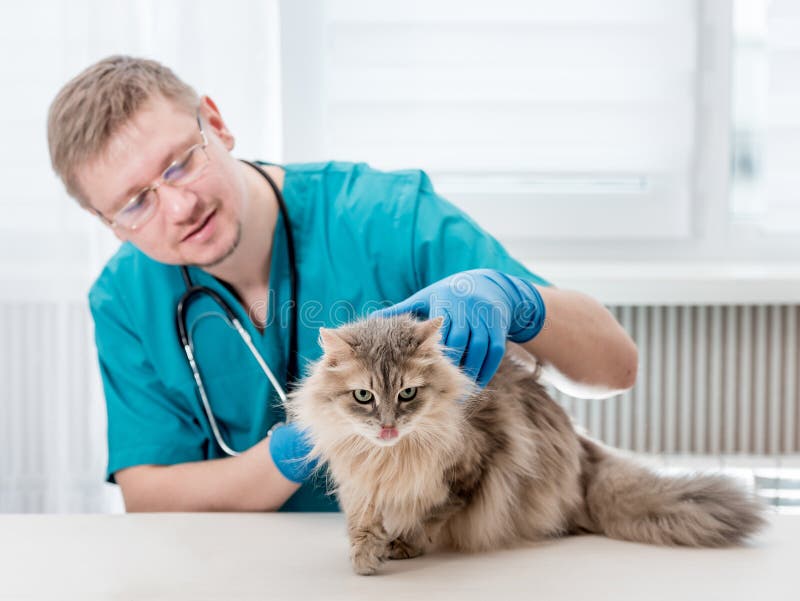 Veterinarian making regular check up of a cat at veterinary office royalty free stock photo Veterinarian making regular check up of a cat at veterinary office royalty free stock photo