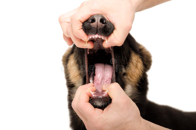 The veterinarian checks the dog&#x27;s teeth, isolated on white background