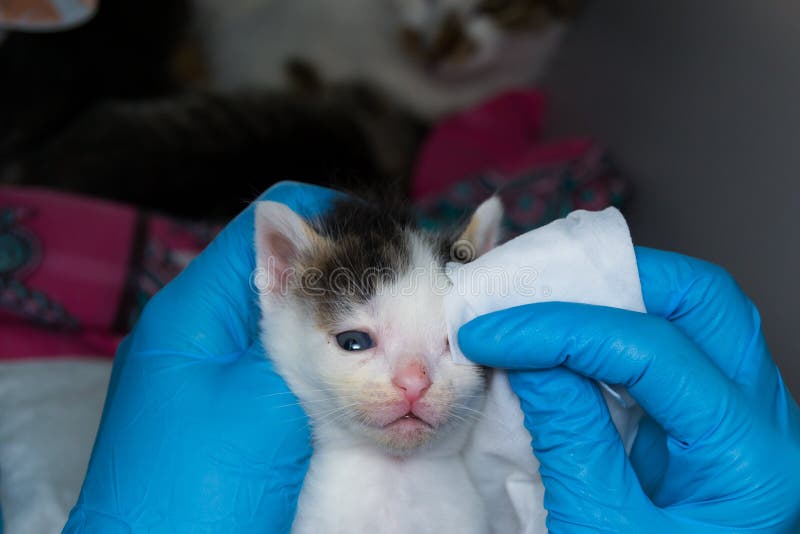 The veterinarian cleaning the kittens infected eyes with special wipes royalty free stock photography The veterinarian cleaning the kittens infected eyes with special wipes royalty free stock photography