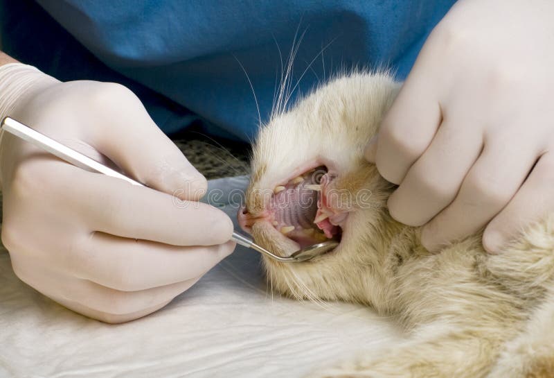 Veterinarian Cleaning Teeth on a Cat Stock Photo Image of doctor