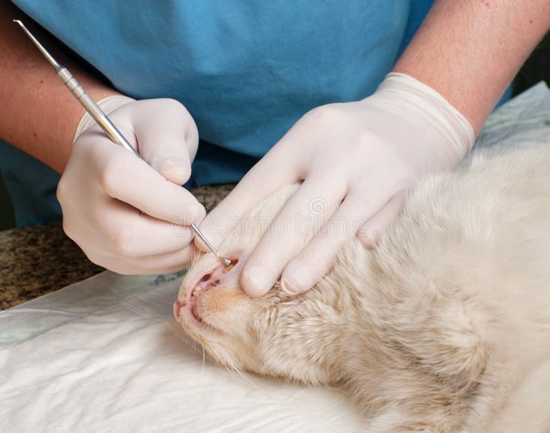 Veterinarian Cleaning Teeth on a Cat Stock Photo Image of doctor