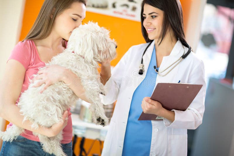 Beautiful young veterinarian comforting Maltese dog in vet clinic