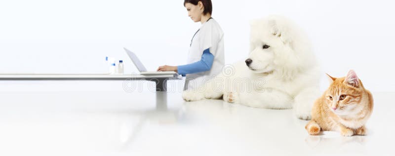 Veterinarian concept. veterinary doctor, dog and cat in vet office isolated on white blank banner background