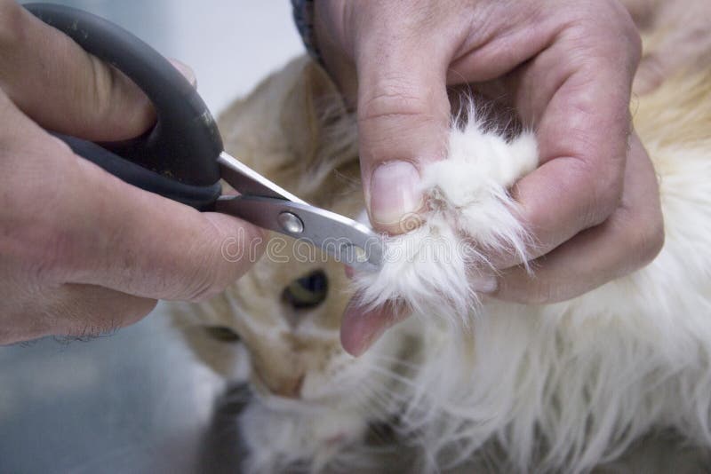 Veterinarian cutting nails cat stock images Veterinarian cutting nails cat stock images