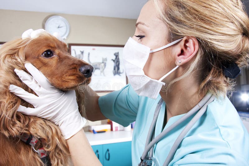 A beautiful lady veterinarian is examining a pet. A beautiful lady veterinarian is examining a pet