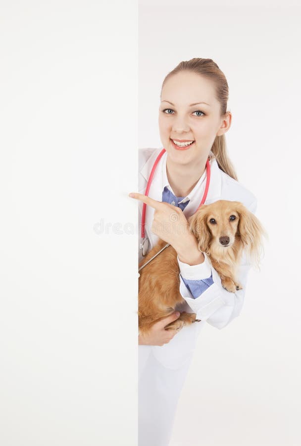 Female Veterinarian Holding Jack Russell Terrier. Stock Image Image