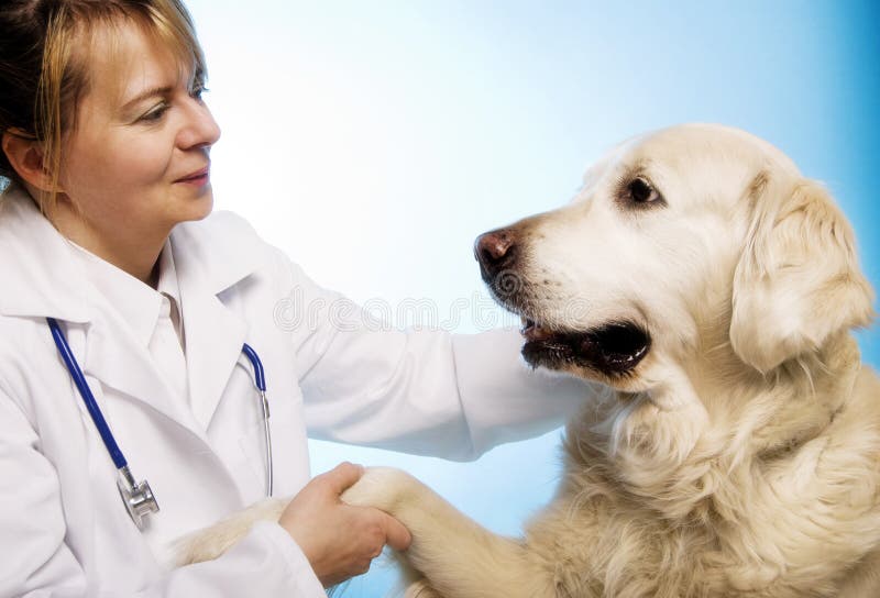 Veterinarian doctor making a checkup of a golden retriever dog. Veterinarian doctor making a checkup of a golden retriever dog