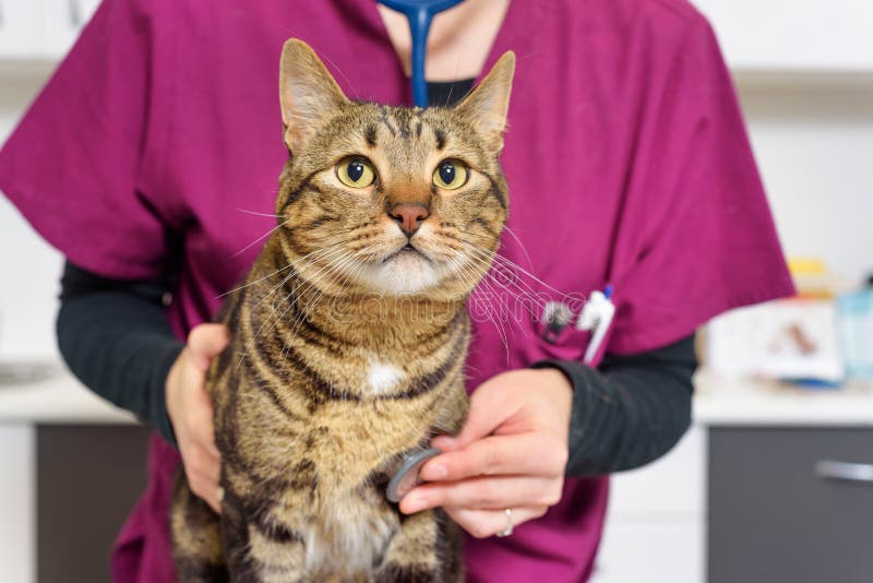 Veterinarian doctor examining a cute cat .