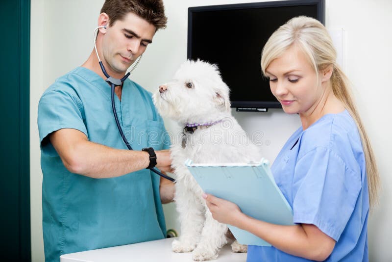 2,194 Vet Tech Photos - Free & Royalty-Free Stock Photos from Dreamstime