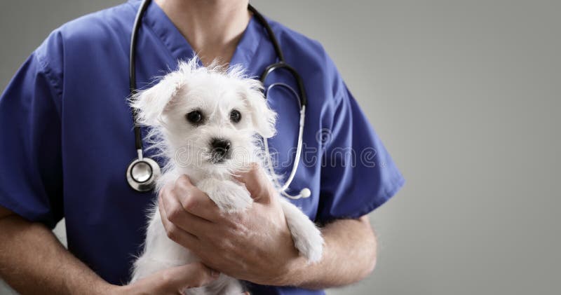 Veterinarian doctor holding and examining a Maltese Westie cross puppy with a stethoscope. Veterinarian doctor holding and examining a Maltese Westie cross puppy with a stethoscope