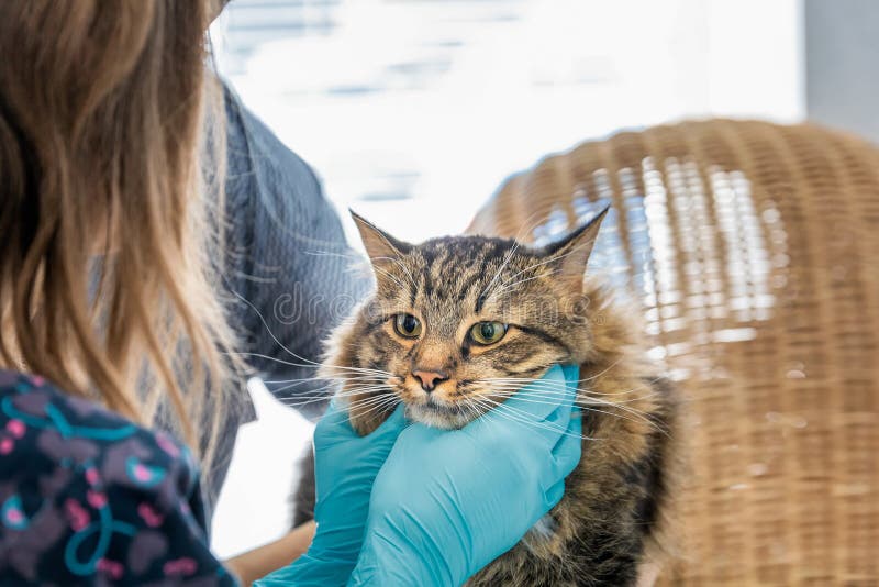 cat happy after vet visit