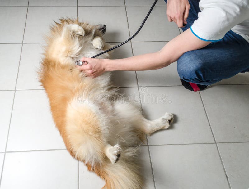 Veterinarian giving a exam to a dog. Veterinarian giving a exam to a dog