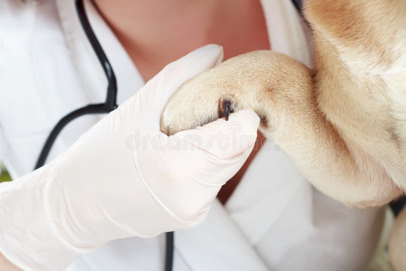 Veterinarian and dog