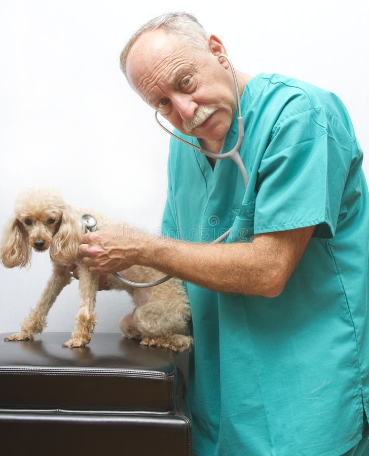 Veterinarian Doing Emergency Checkup Stock Image Image of looking