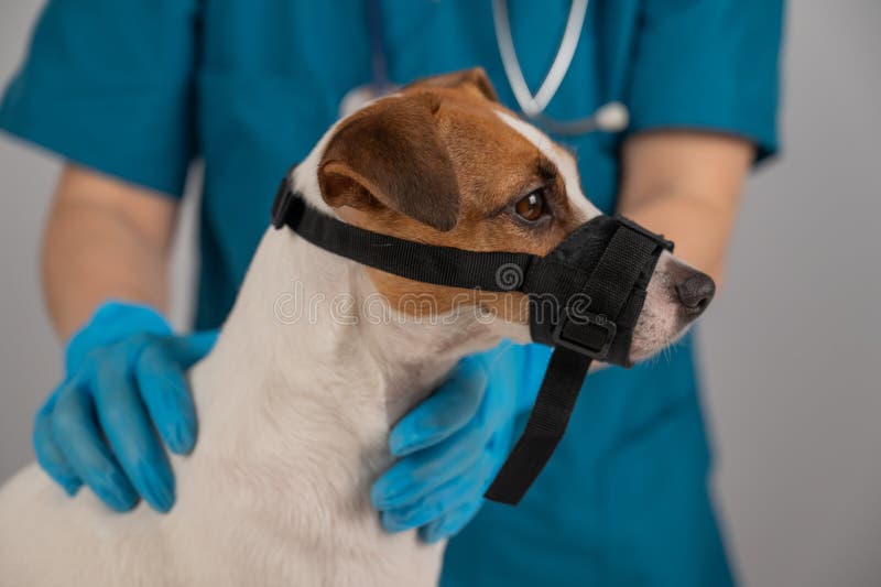 A Veterinarian Examines a Jack Russell Terrier Dog Wearing a Cloth