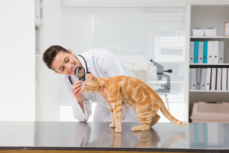 Veterinarian examining a cat with magnifying glass stock photo Veterinarian examining a cat with magnifying glass stock photo