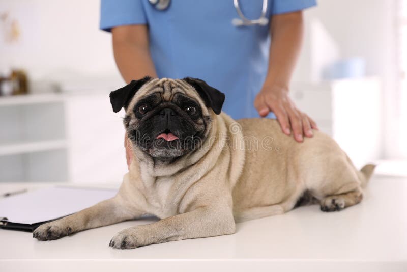 are vaccines safe for dogs