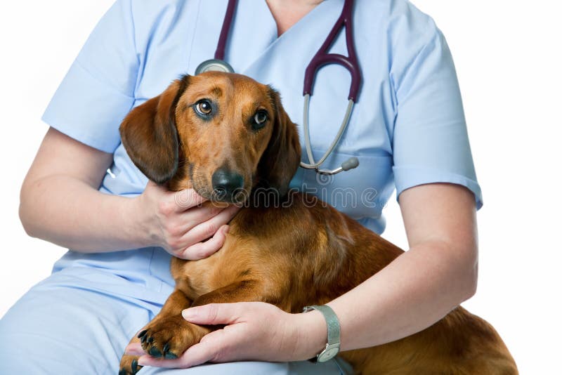 Veterinarian doctor making check-up of a dog. Veterinarian doctor making check-up of a dog
