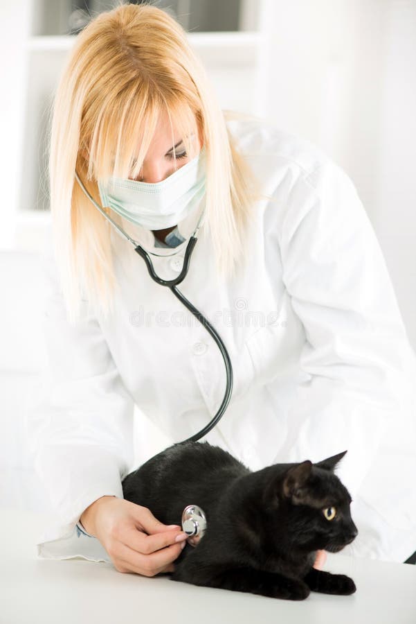 Veterinarian Cleaning Teeth on a Cat Stock Photo Image of doctor