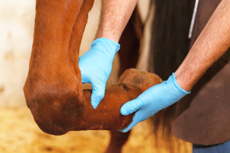 Close up image of veterinarian examining horse leg tendons