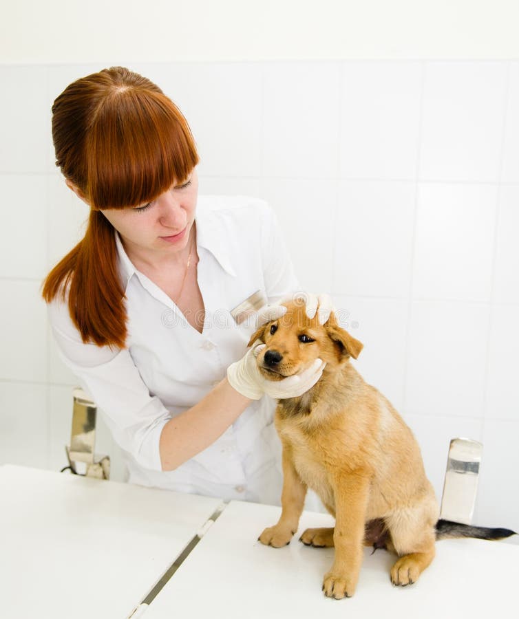Veterinarian examining puppy eyes in the clinic stock images