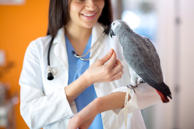 Beautiful young veterinarian feeding African gray parrot in vet clinic