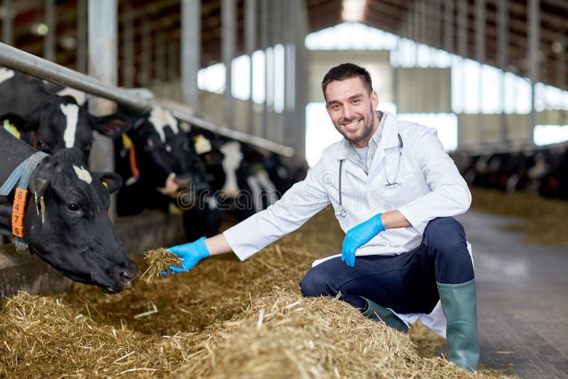 Veterinarian feeding cows in cowshed on dairy farm. Agriculture industry, farming, people and animal husbandry concept - veterinarian or doctor feeding cows in royalty free stock photography Veterinarian feeding cows in cowshed on dairy farm. Agriculture industry, farming, people and animal husbandry concept - veterinarian or doctor feeding cows in royalty free stock photography