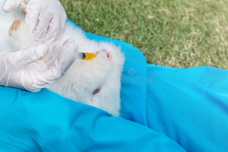 The Veterinarian Feeding Medicine To Rabbit by Syringe Stock Photo