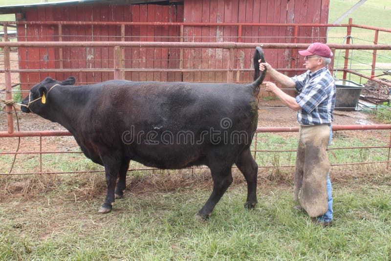 Veterinarian Giving a Cow a Shot in the Tail