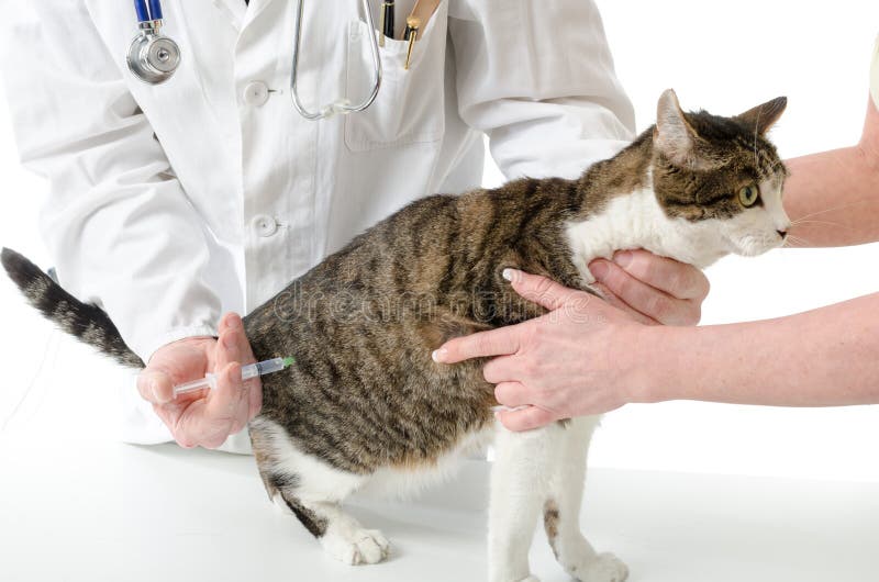 Кошка после антибиотиков. Укол внутримышечно Кош. Внутримышечный укол коту. Инъекции кошке внутримышечно.
