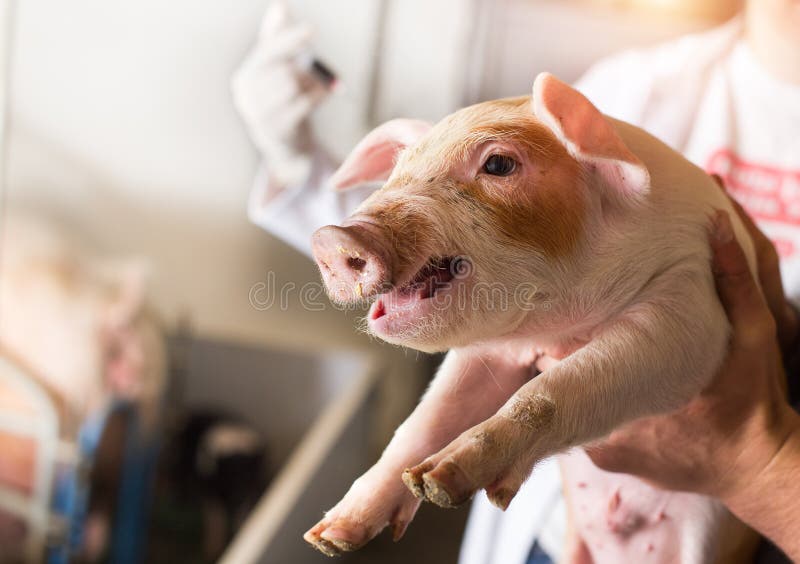 Close up of piglet in farmer`s hand and veterinarian with injection in background. Vaccination and health care of livestock concept. Close up of piglet in farmer`s hand and veterinarian with injection in background. Vaccination and health care of livestock concept