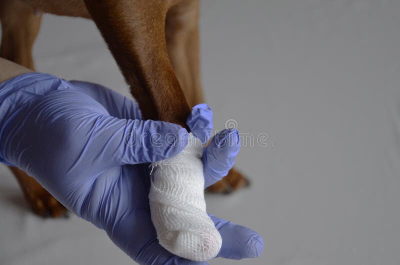 Ветеринар в перчатках. Собака с забинтованной лапой. Перчатки собачьи лапки. Перевязал лапу