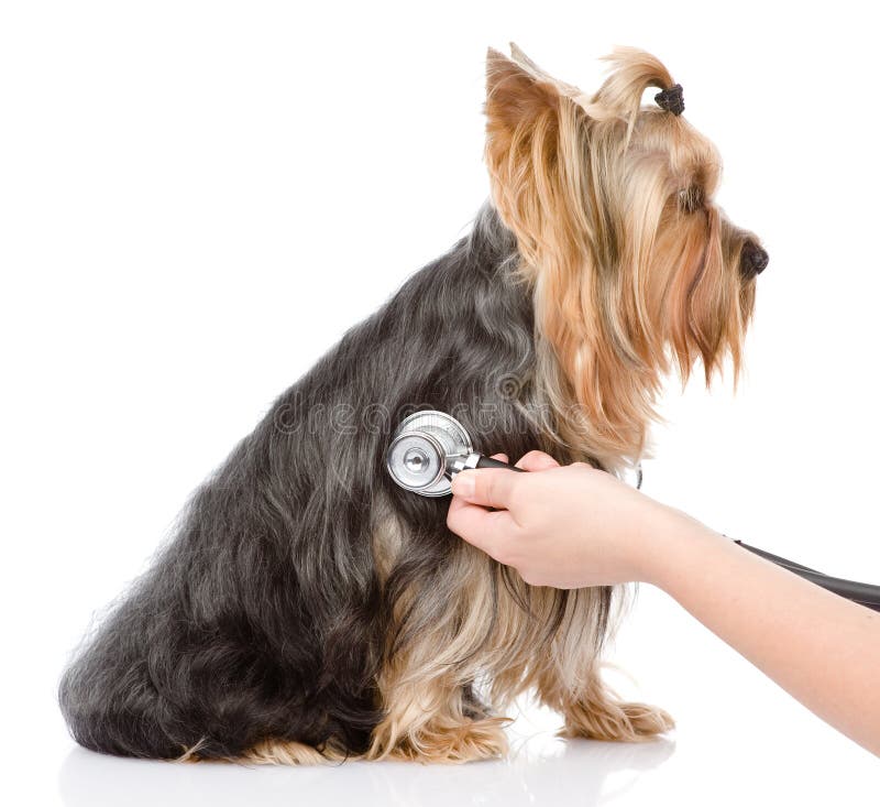 Veterinarian hand examining a puppy. isolated on white background royalty free stock photography Veterinarian hand examining a puppy. isolated on white background royalty free stock photography