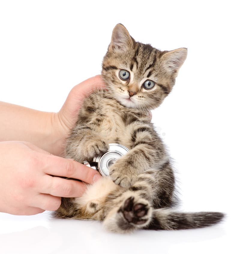Veterinarian hand examining a scottish kitten. isolated on white royalty free stock photos Veterinarian hand examining a scottish kitten. isolated on white royalty free stock photos