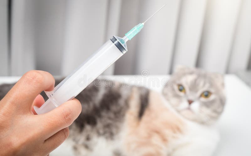 Veterinarian hand with syringe and cat close up photo royalty free stock photo Veterinarian hand with syringe and cat close up photo royalty free stock photo