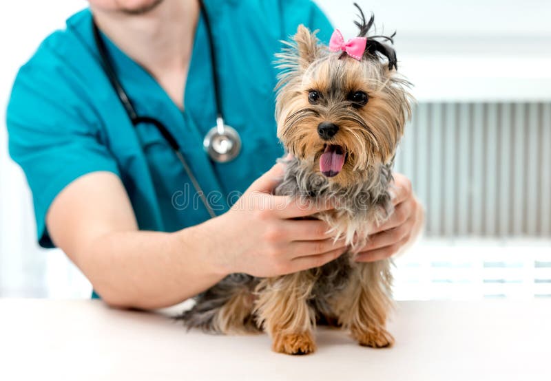Veterinarian hands holding Yorkshire Terrier dog on examination table royalty free stock image Veterinarian hands holding Yorkshire Terrier dog on examination table royalty free stock image