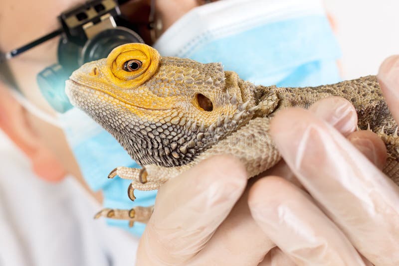 pic Smiling Lizard Couple dreamstime com