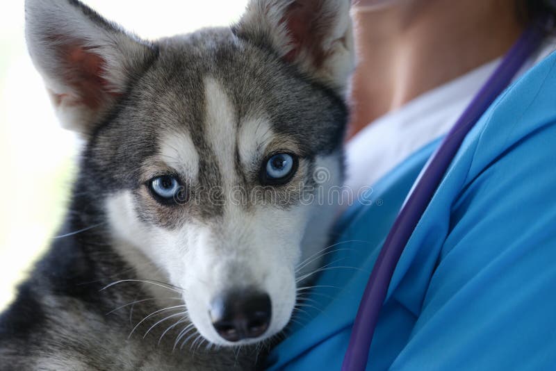 Alaskan Klee Kai Breed Dog Isolated on a Clean White Background Stock Photo  - Image of isolated, friend: 276835666