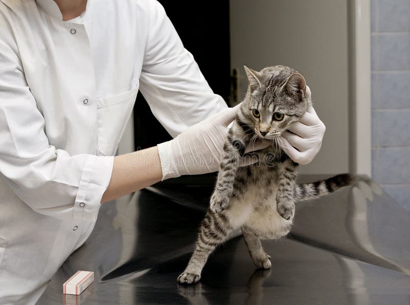 Veterinarian holding cat stock image Veterinarian holding cat stock image