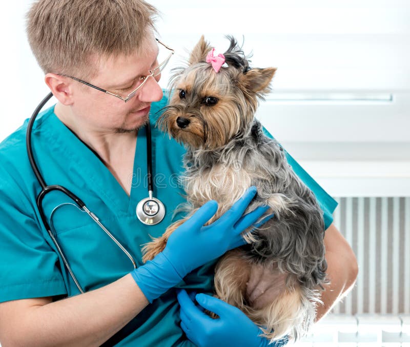 Veterinarian Holding Dog on Hands at Vet Clinic Stock Photo - Image of ...