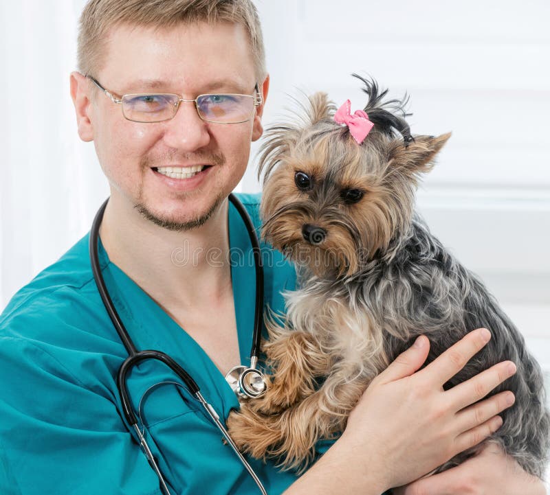 Veterinarian holding Yorkshire Terrier dog on hands royalty free stock photography Veterinarian holding Yorkshire Terrier dog on hands royalty free stock photography