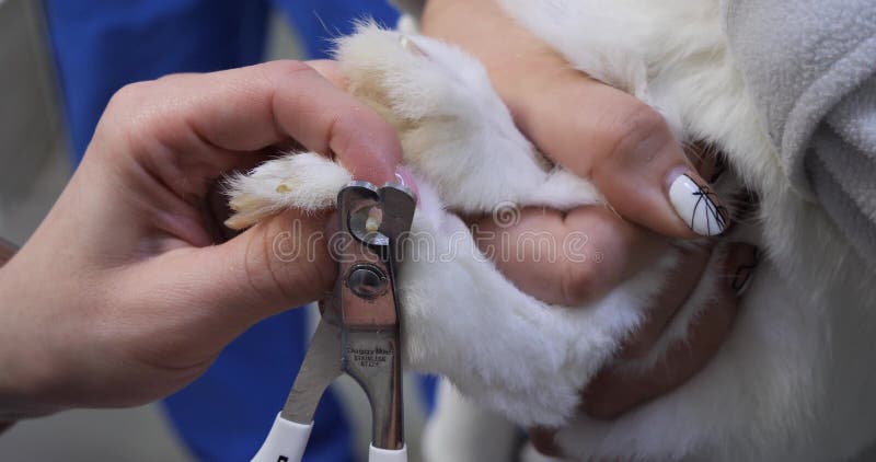 The Veterinarian Holds a White Paw of a Rabbit in His Hand and Cuts the