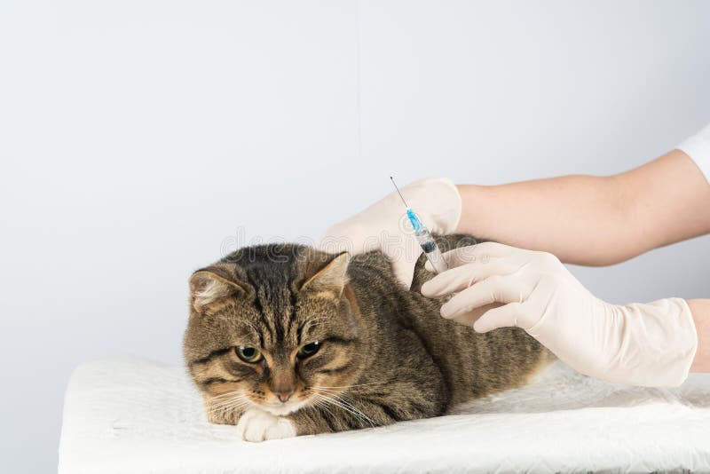 Veterinarian. inoculation. treatment of animal disease. royalty free stock images Veterinarian. inoculation. treatment of animal disease. royalty free stock images