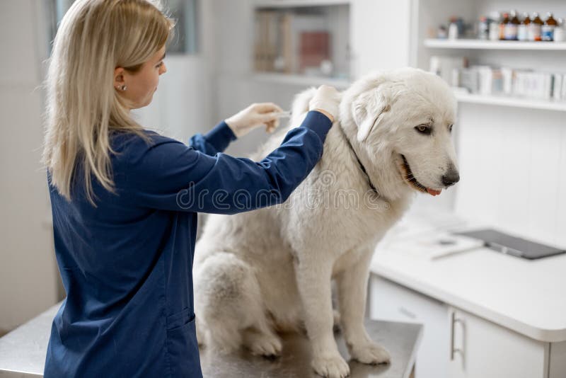 Veterinarian Make Injection of Vaccine at Withers Stock Image - Image of patient, clinic: 219650129 Veterinarian Make Injection of Vaccine at Withers Stock Image - Image of patient, clinic: 219650129