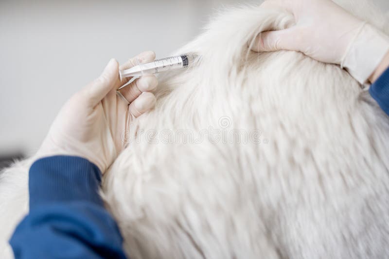 Veterinarian Make Injection of Vaccine at Withers Stock Image - Image of  implant, vaccination: 219630123
